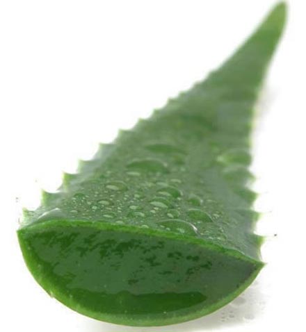 Aloe Vera: Gut Healer