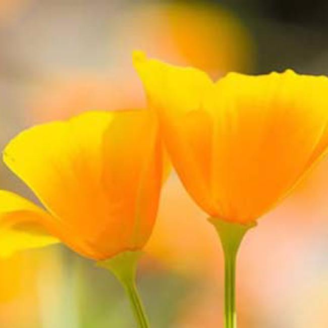 California Poppy