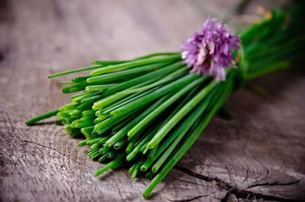 Chives