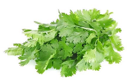 Cilantro