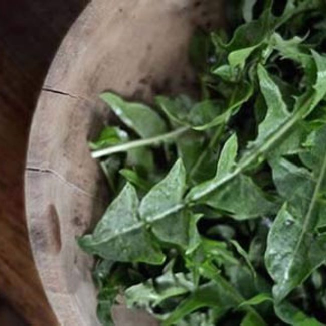 Dandelion Greens