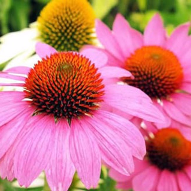 Echinacea