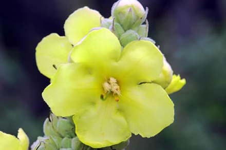 Mullein