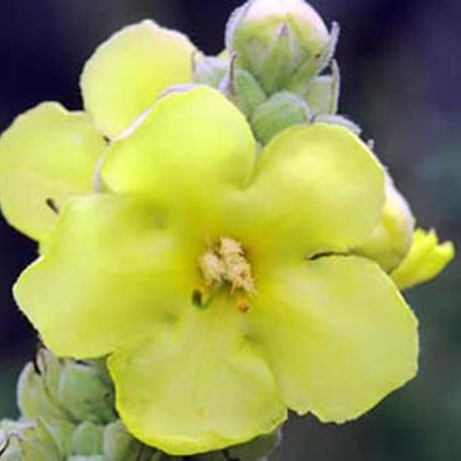 Mullein