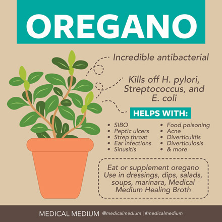 Oregano: Bacteria Killer