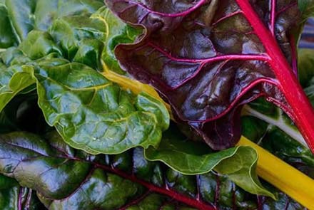 Swiss Chard