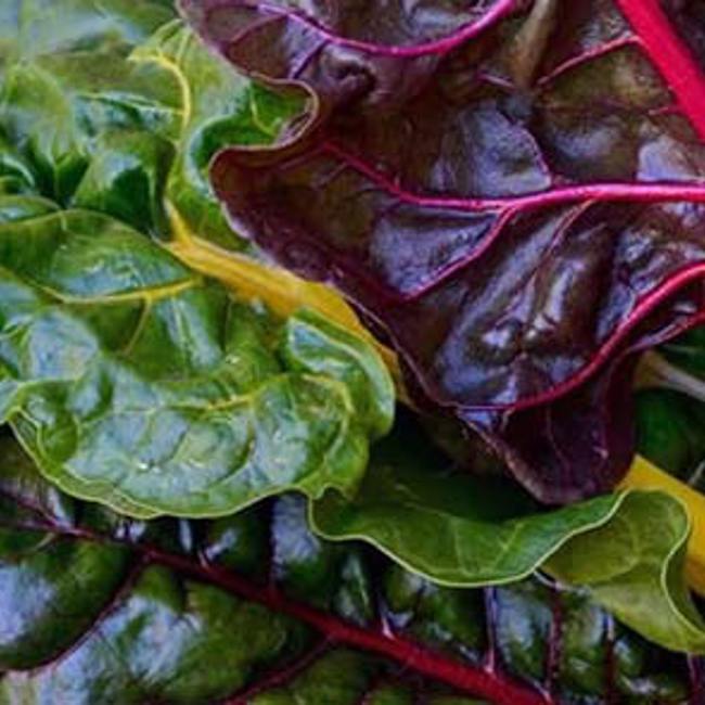 Swiss Chard