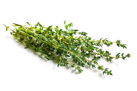 Thyme 