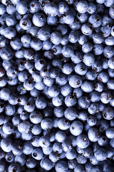 Wild Blueberries